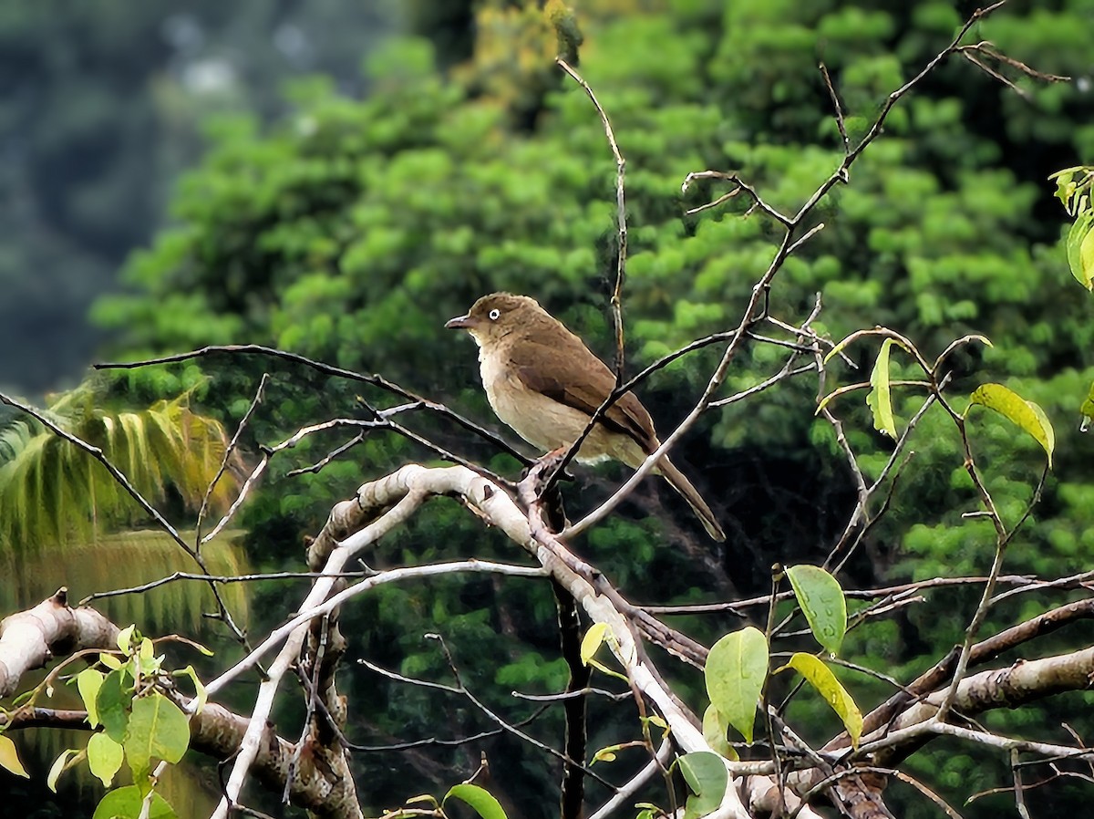 Cream-vented Bulbul - ML632585528