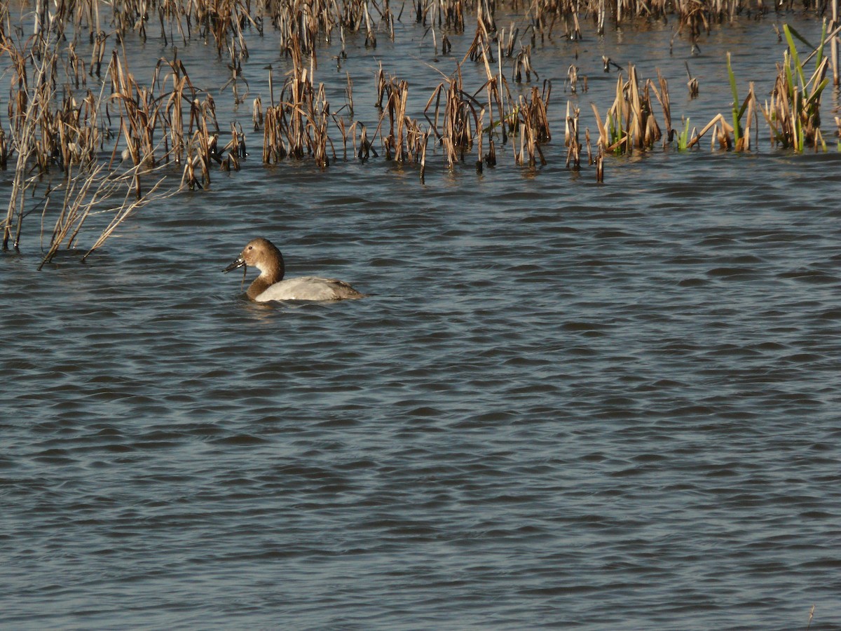 Canvasback - ML632585535
