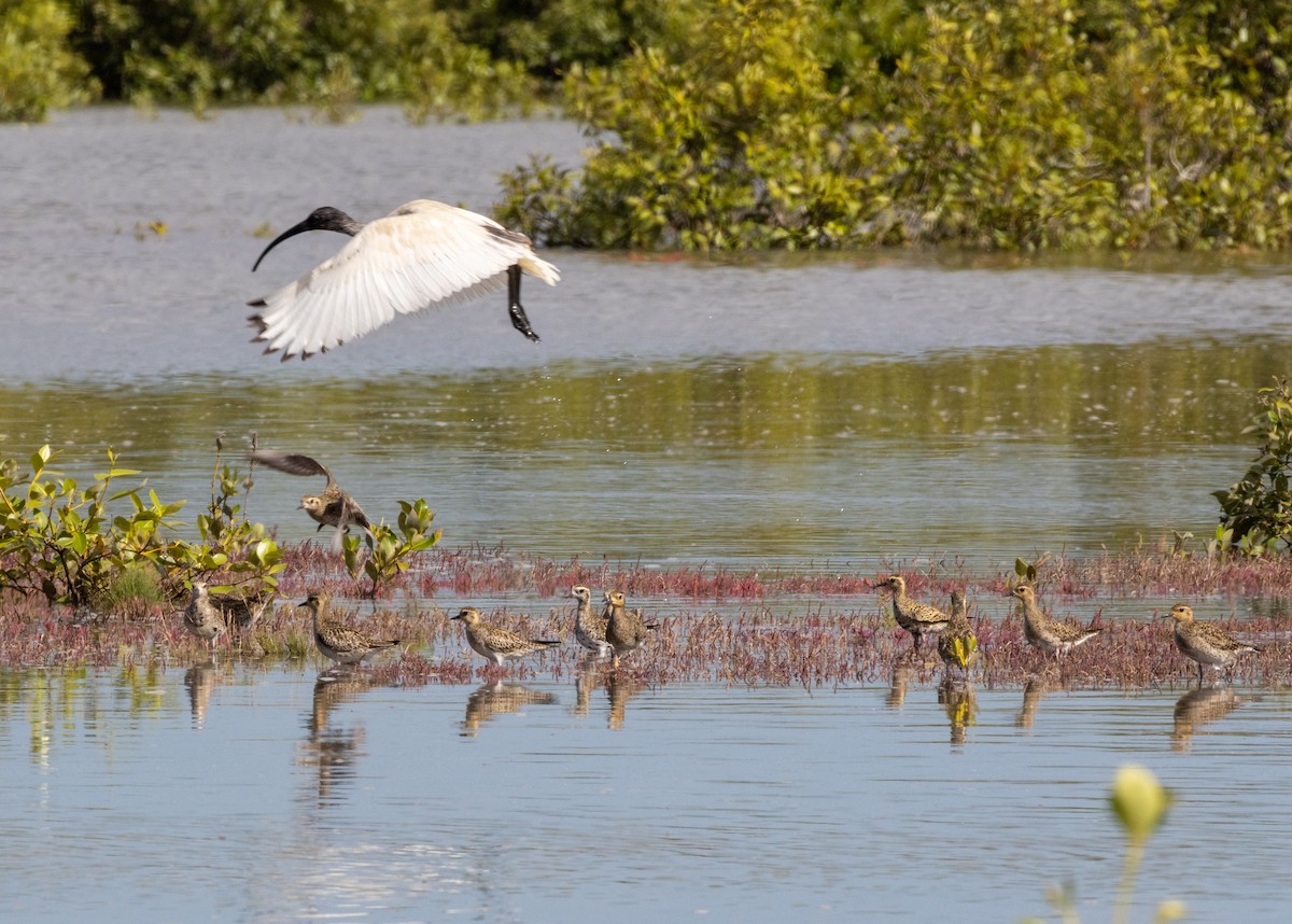 Australian Ibis - ML632585565