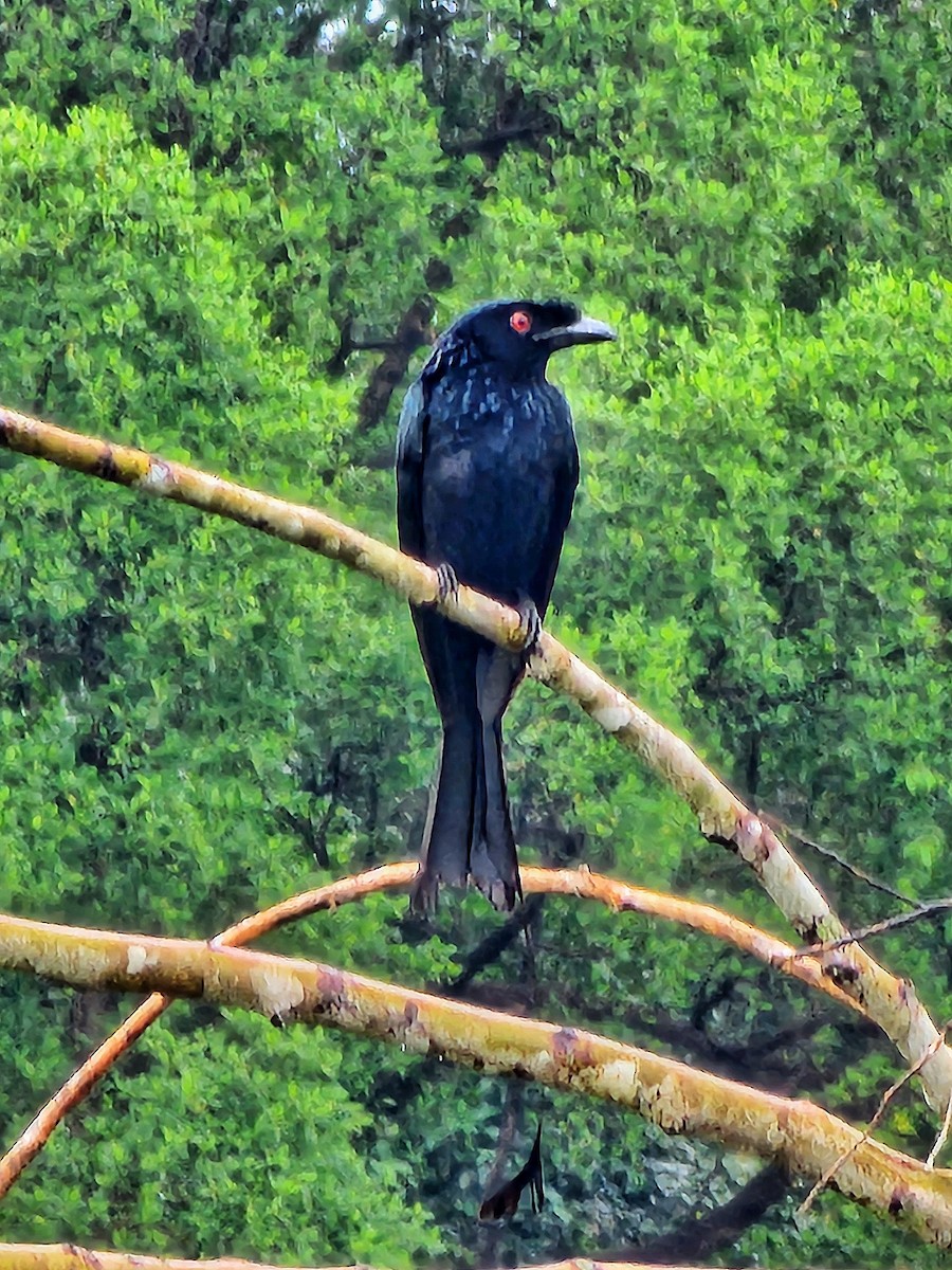 Greater Racket-tailed Drongo - ML632585593