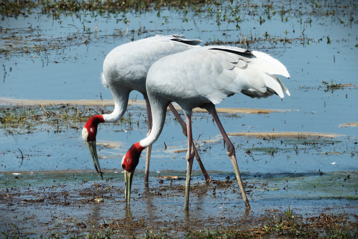 Grue antigone - ML632585632