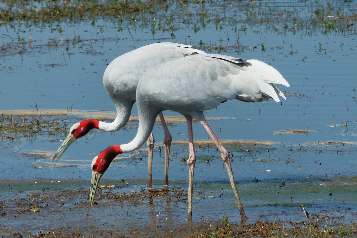 Grue antigone - ML632585659