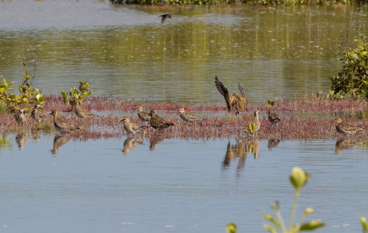 Pacific Golden-Plover - ML632585668