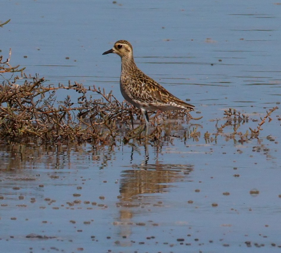 Pacific Golden-Plover - ML632585675
