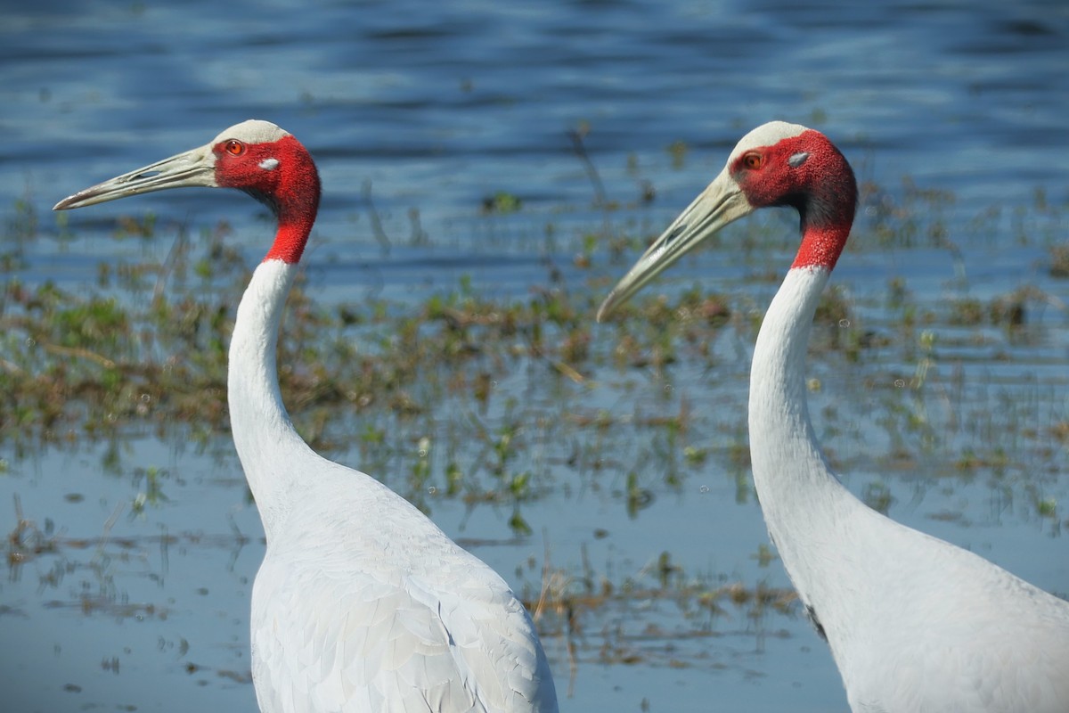 Grue antigone - ML632585676