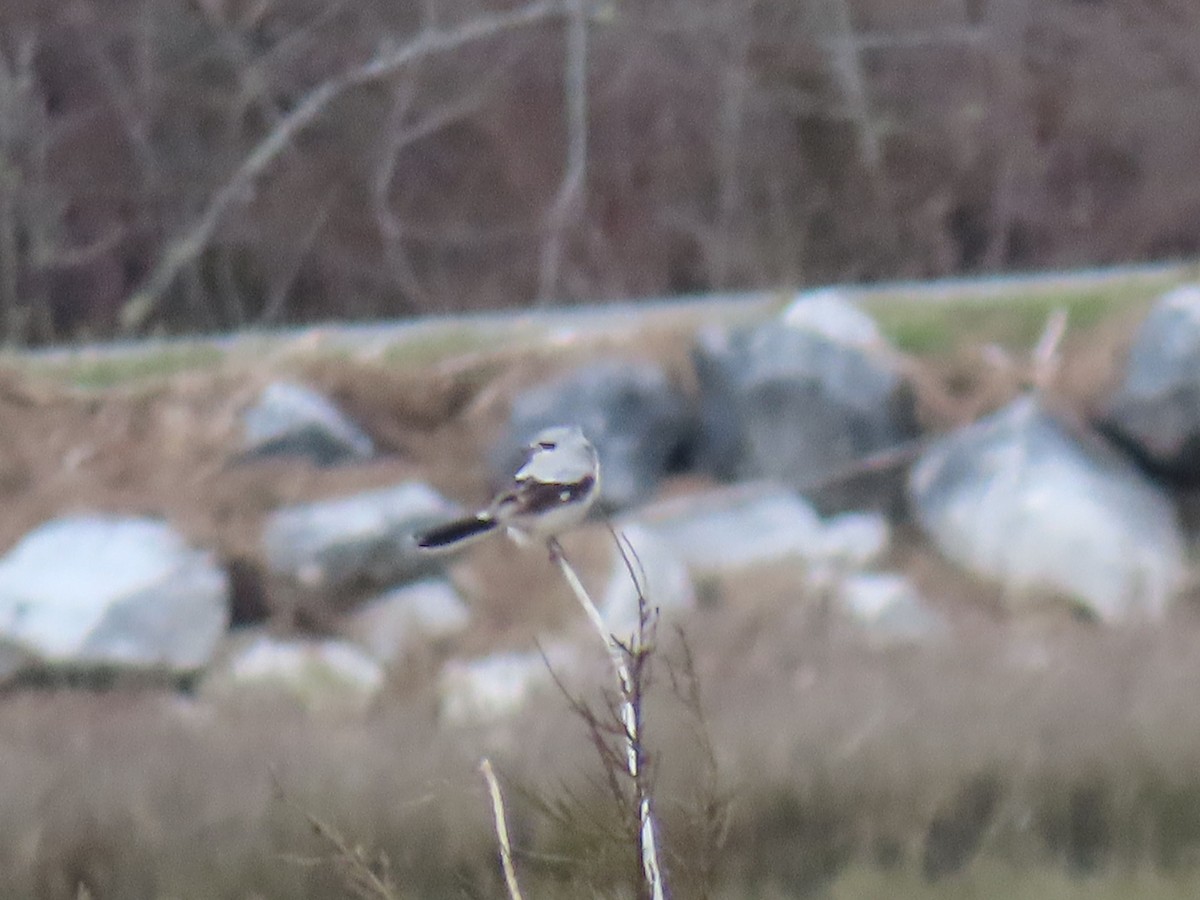 Northern Shrike - ML632585699