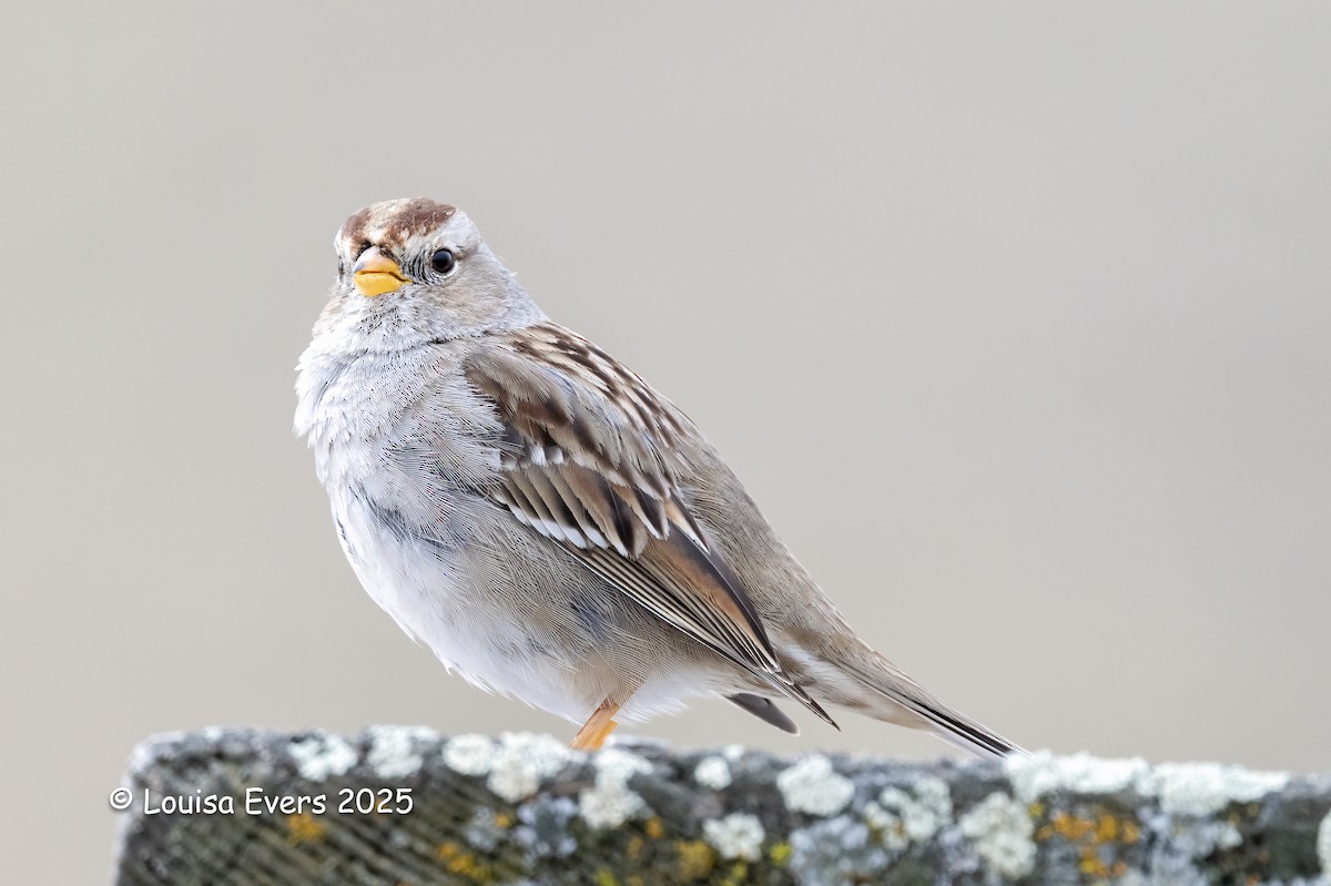 White-crowned Sparrow - ML632585730