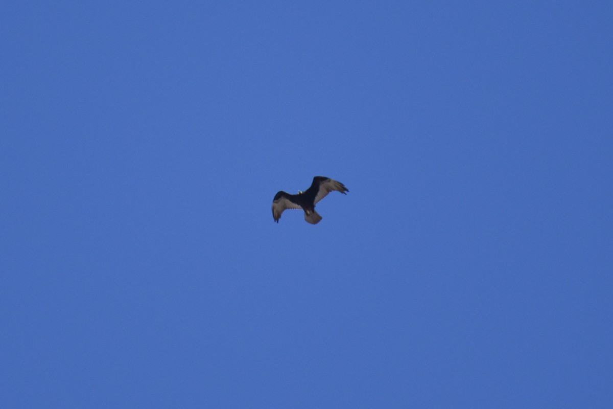 Turkey Vulture - ML632585781