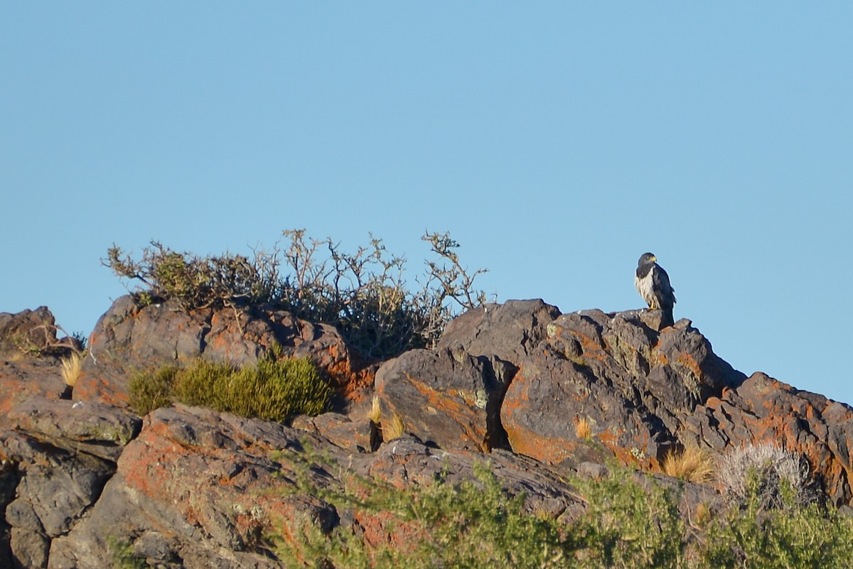 Black-chested Buzzard-Eagle - ML632585791