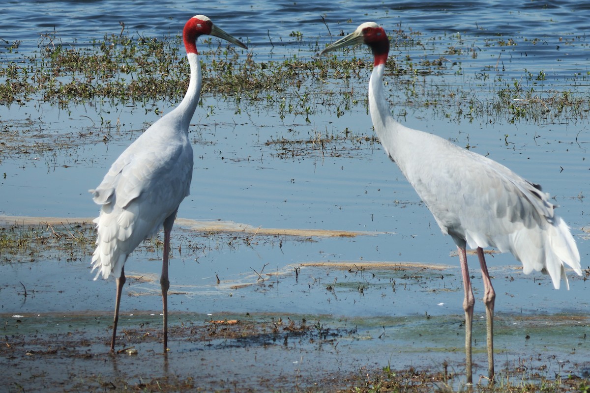 Grue antigone - ML632585797