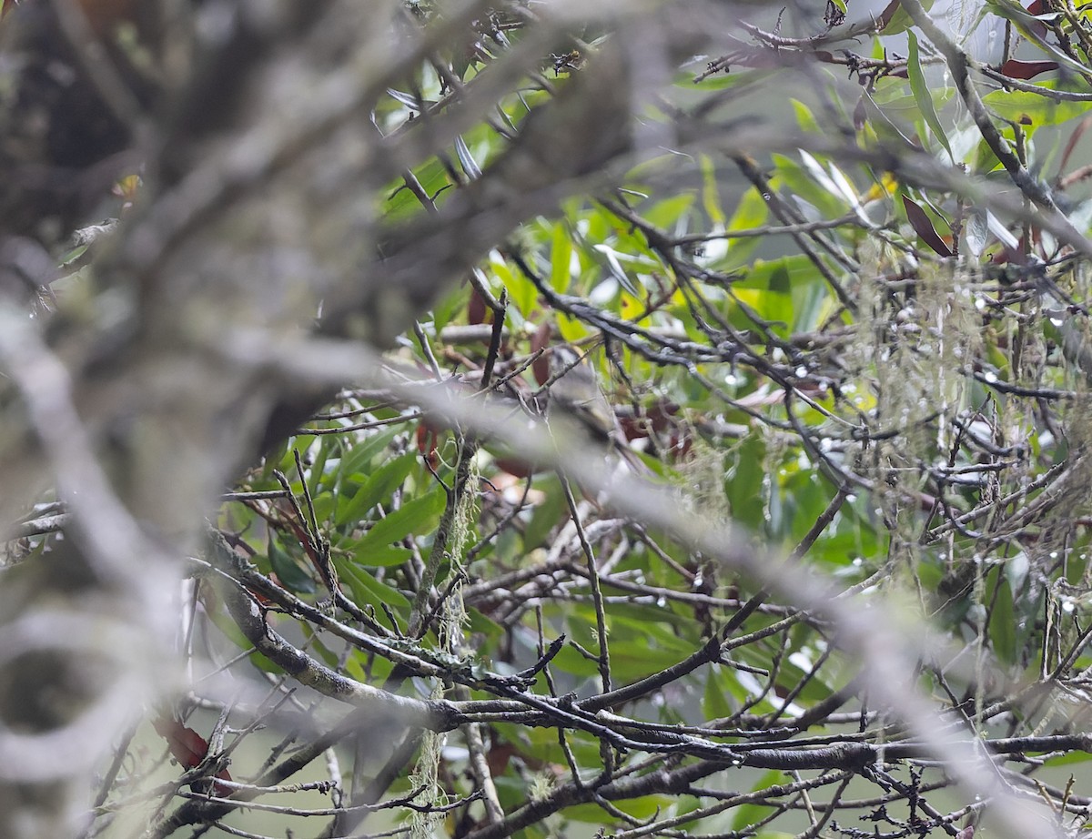 Golden-crowned Kinglet - ML632585799