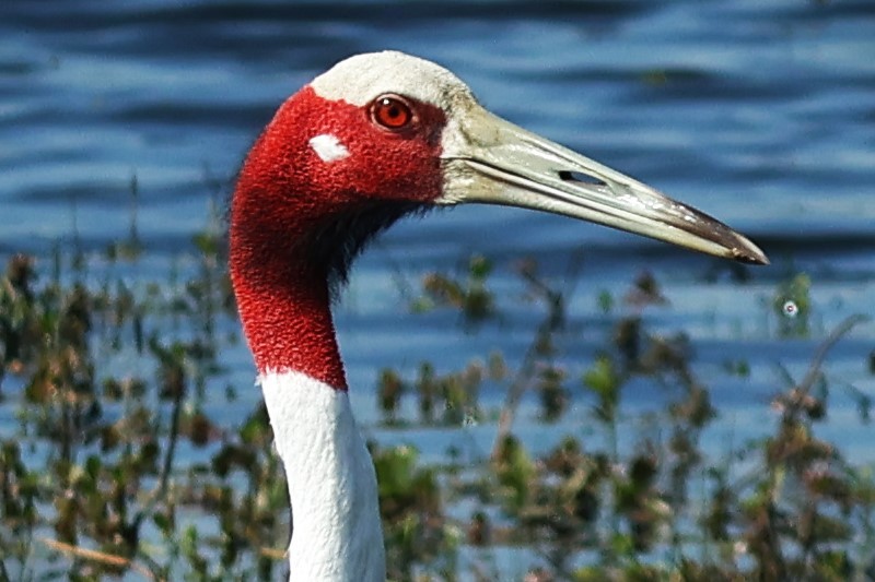 Grue antigone - ML632585806