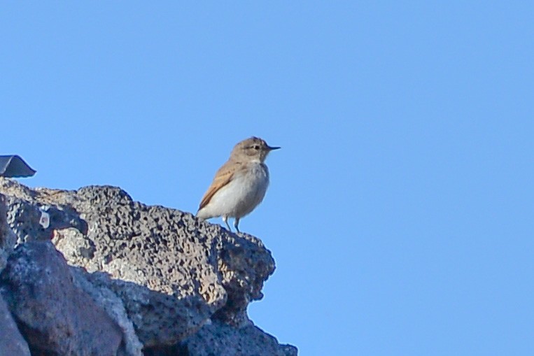 Spot-billed Ground-Tyrant - ML632585818
