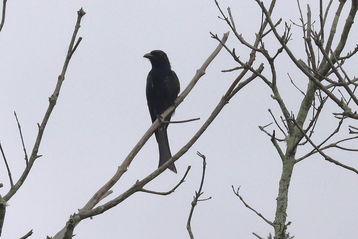 Spangled Drongo - ML632585835