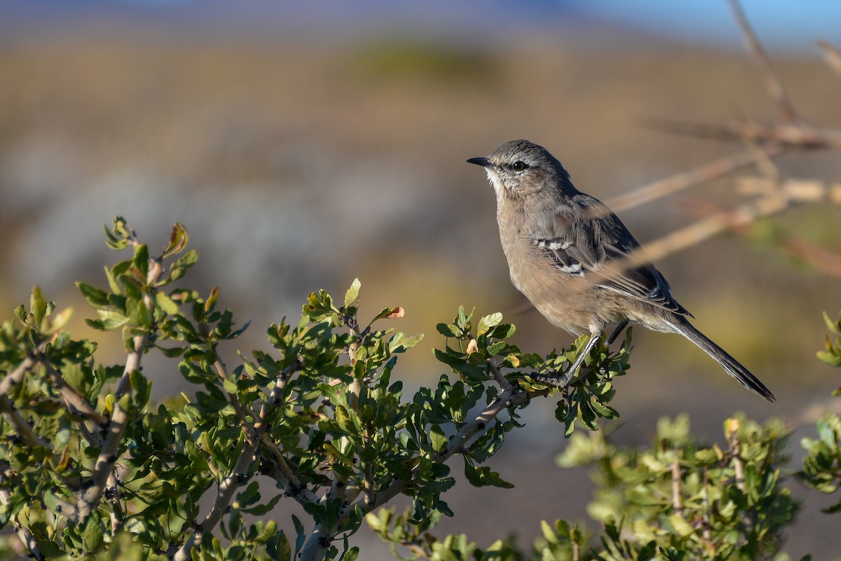 Patagonian Mockingbird - ML632585841