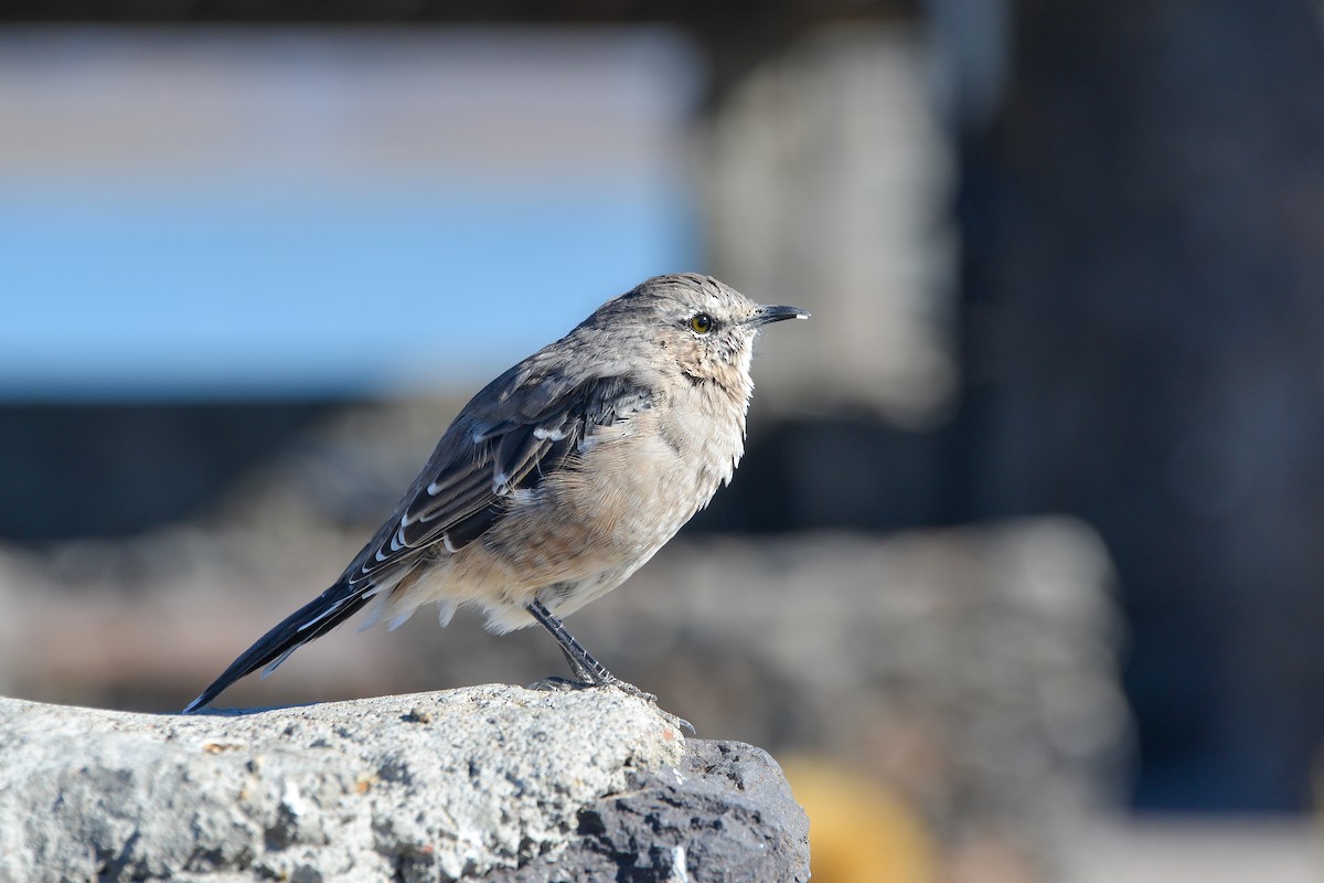 Patagonian Mockingbird - ML632585842