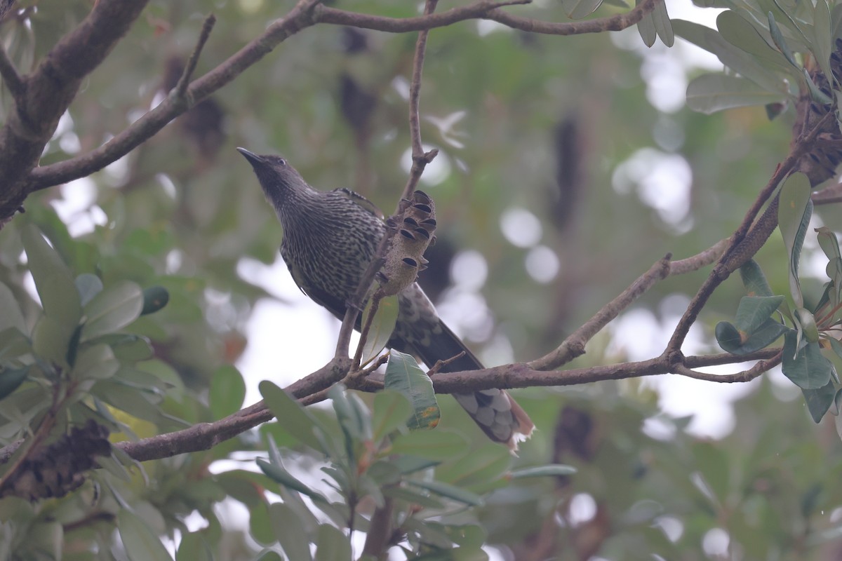 Little Wattlebird - ML632585844