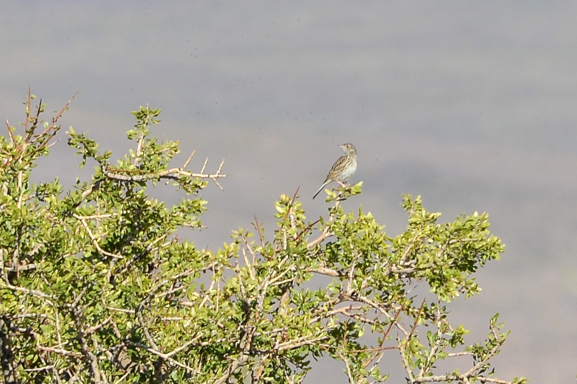 Hellmayr's Pipit - ML632585857
