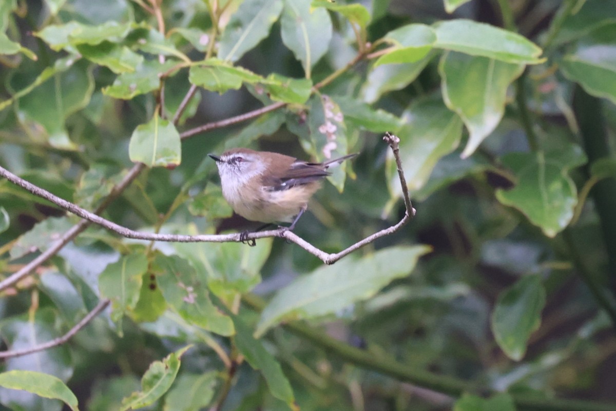 Brown Gerygone - ML632585867