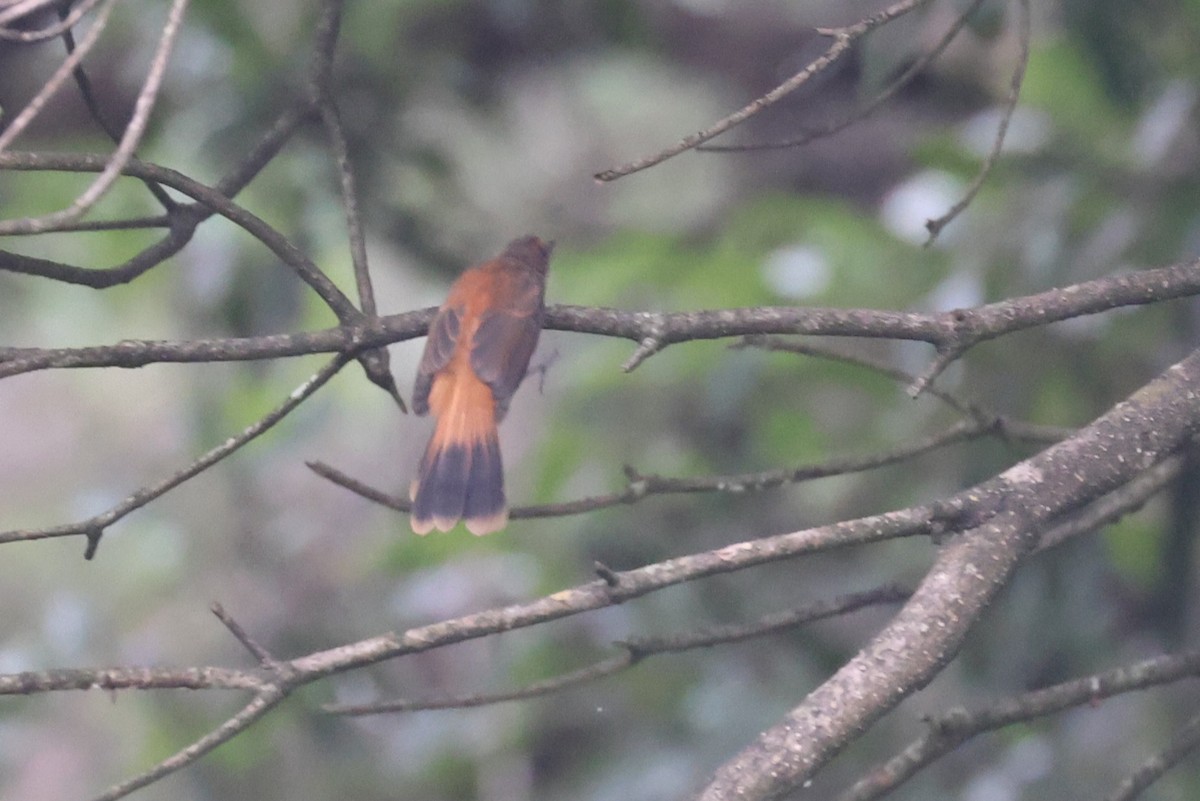 Australian Rufous Fantail - ML632585875