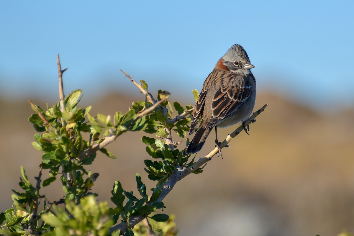 Rufous-collared Sparrow - ML632585880