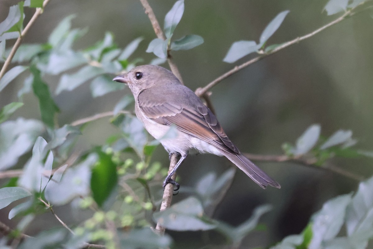 Golden Whistler - ML632585886