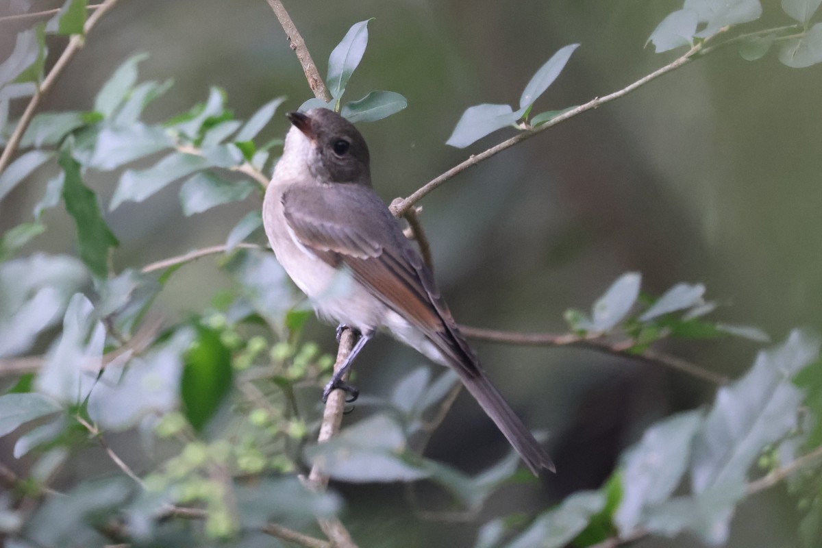 Golden Whistler - ML632585887