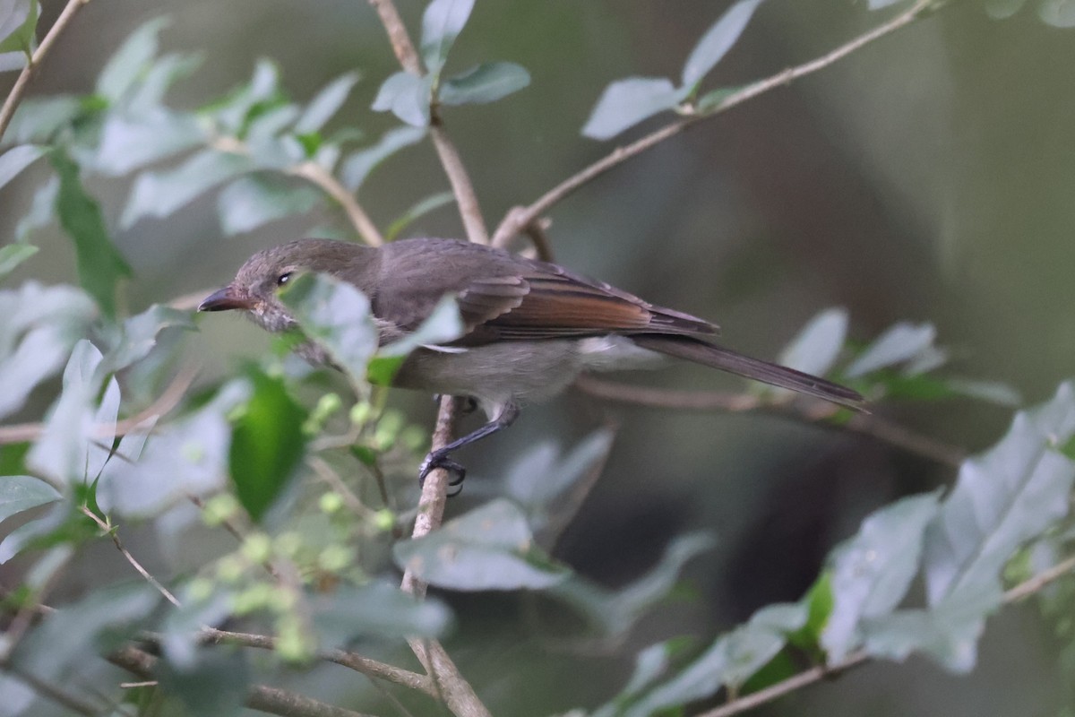 Golden Whistler - ML632585888