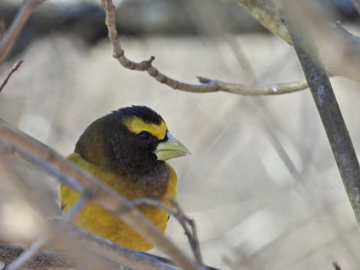 Evening Grosbeak - ML632585901