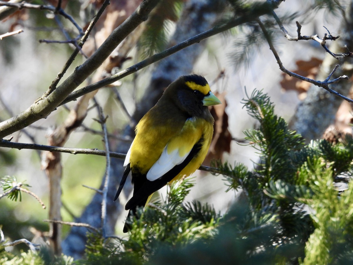 Evening Grosbeak - ML632585902