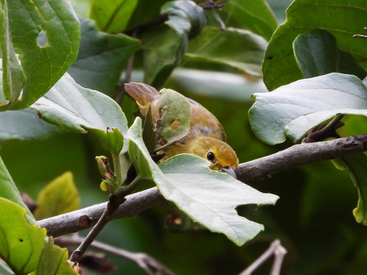 Goldwaldsänger - ML632585903