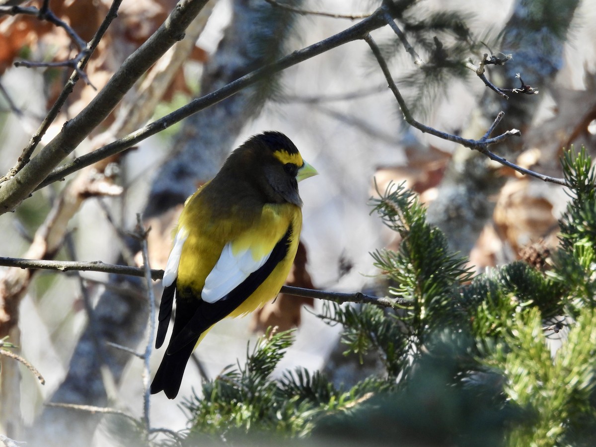Evening Grosbeak - ML632585904