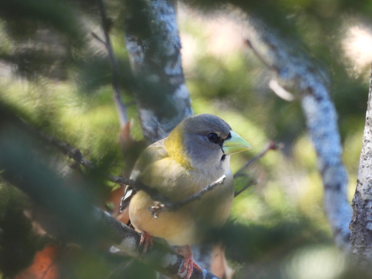 Evening Grosbeak - ML632585905