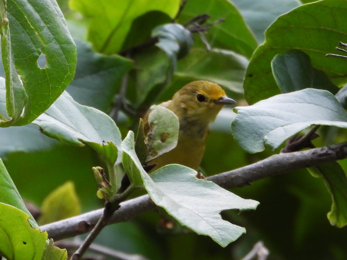 Goldwaldsänger - ML632585907