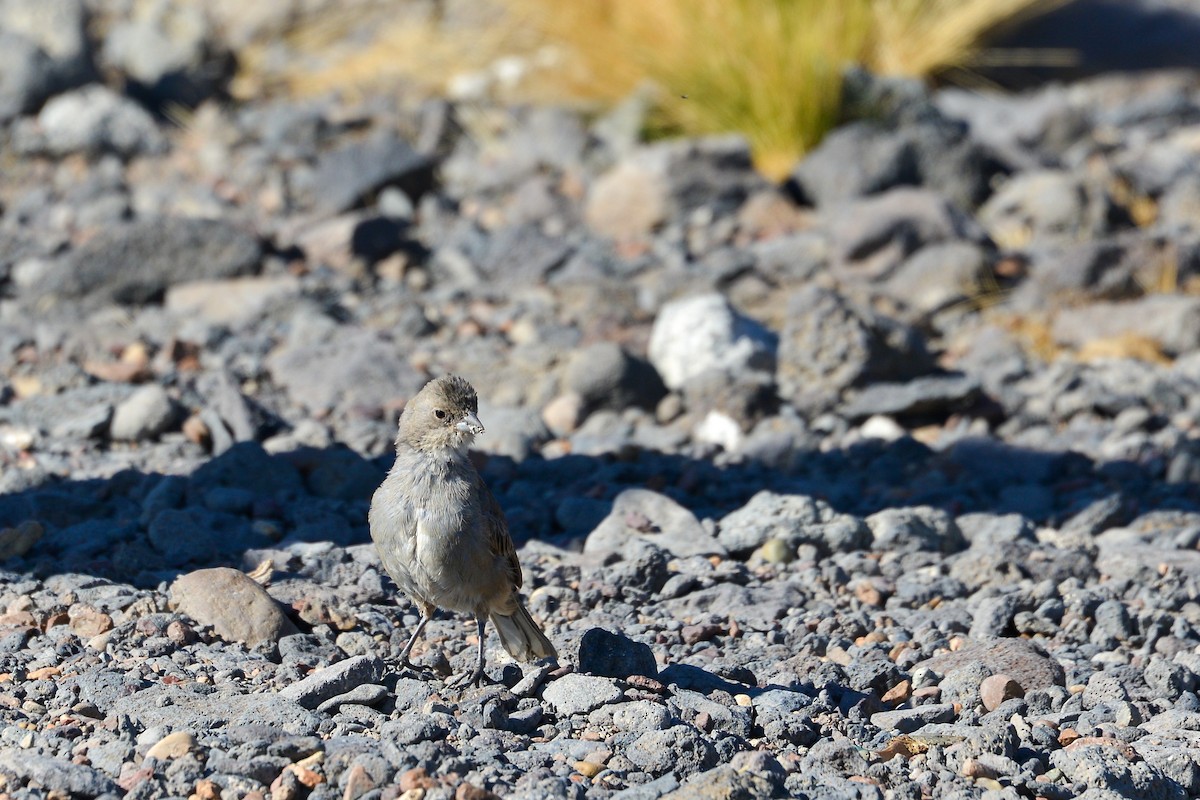 Diuca Finch - ML632585911
