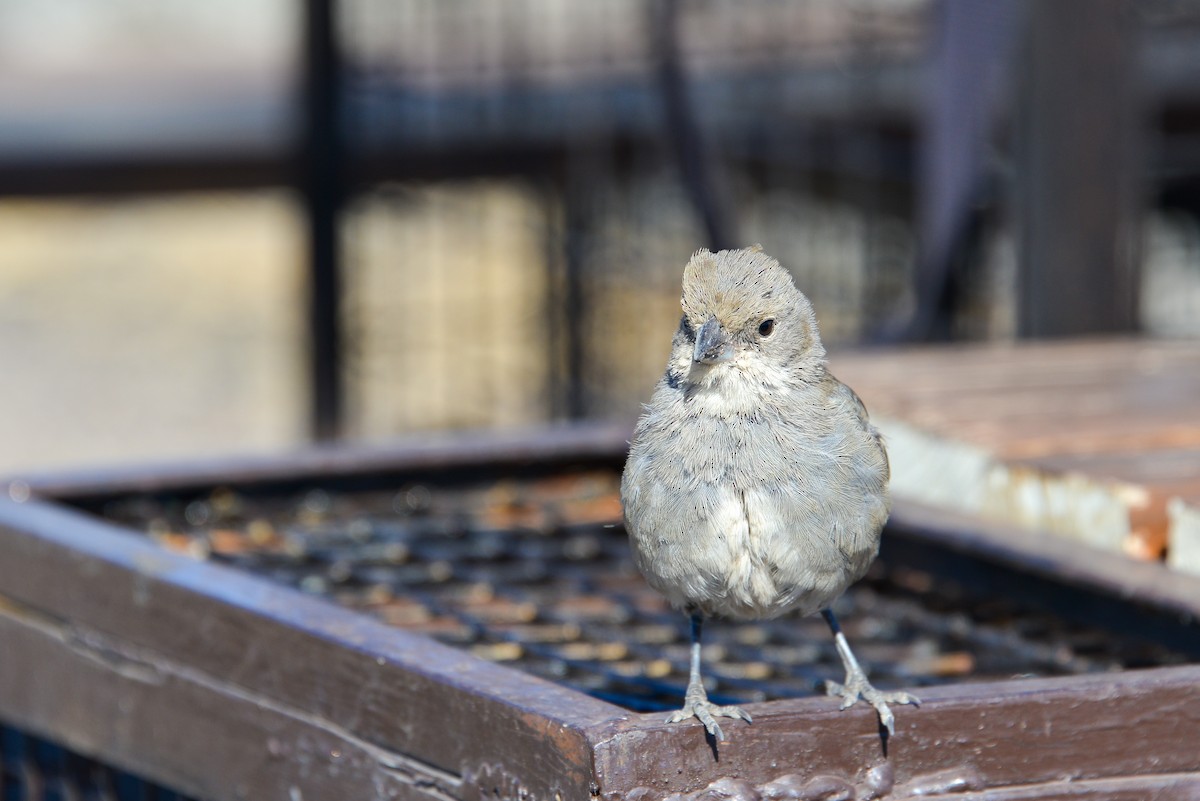 Diuca Finch - ML632585912