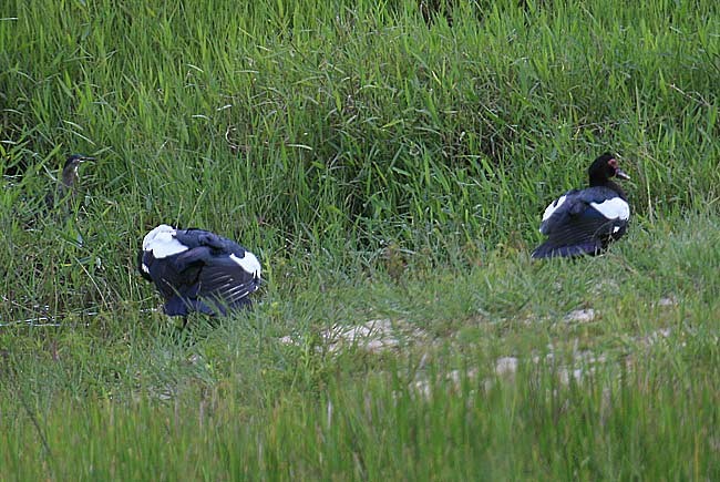 疣鼻棲鴨 - ML632585927