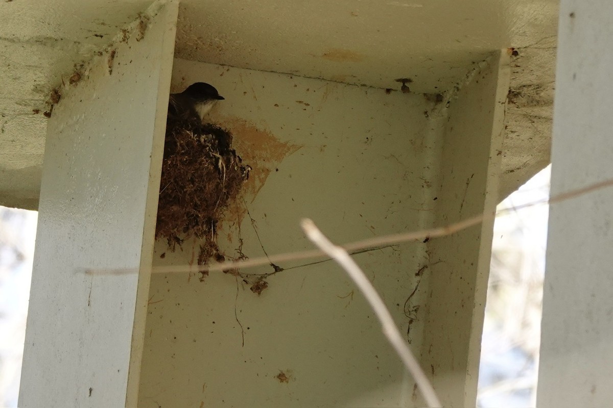 Eastern Phoebe - ML632585931