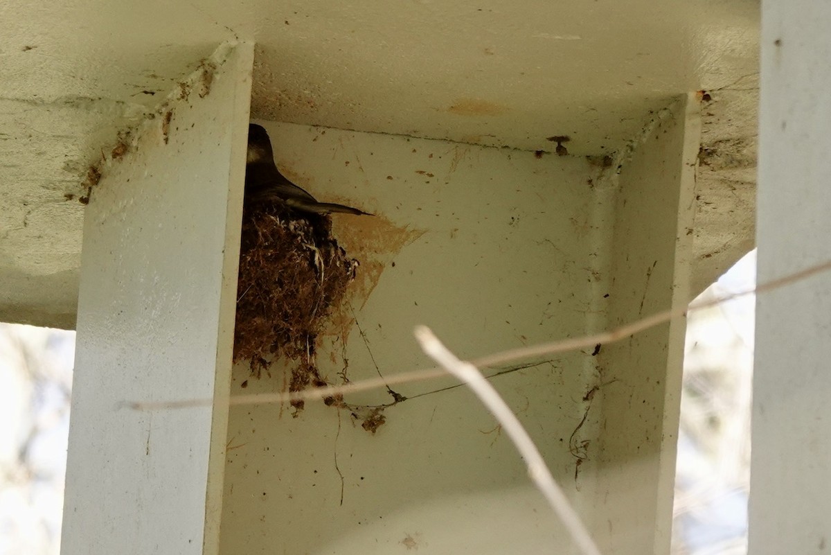 Eastern Phoebe - ML632585932