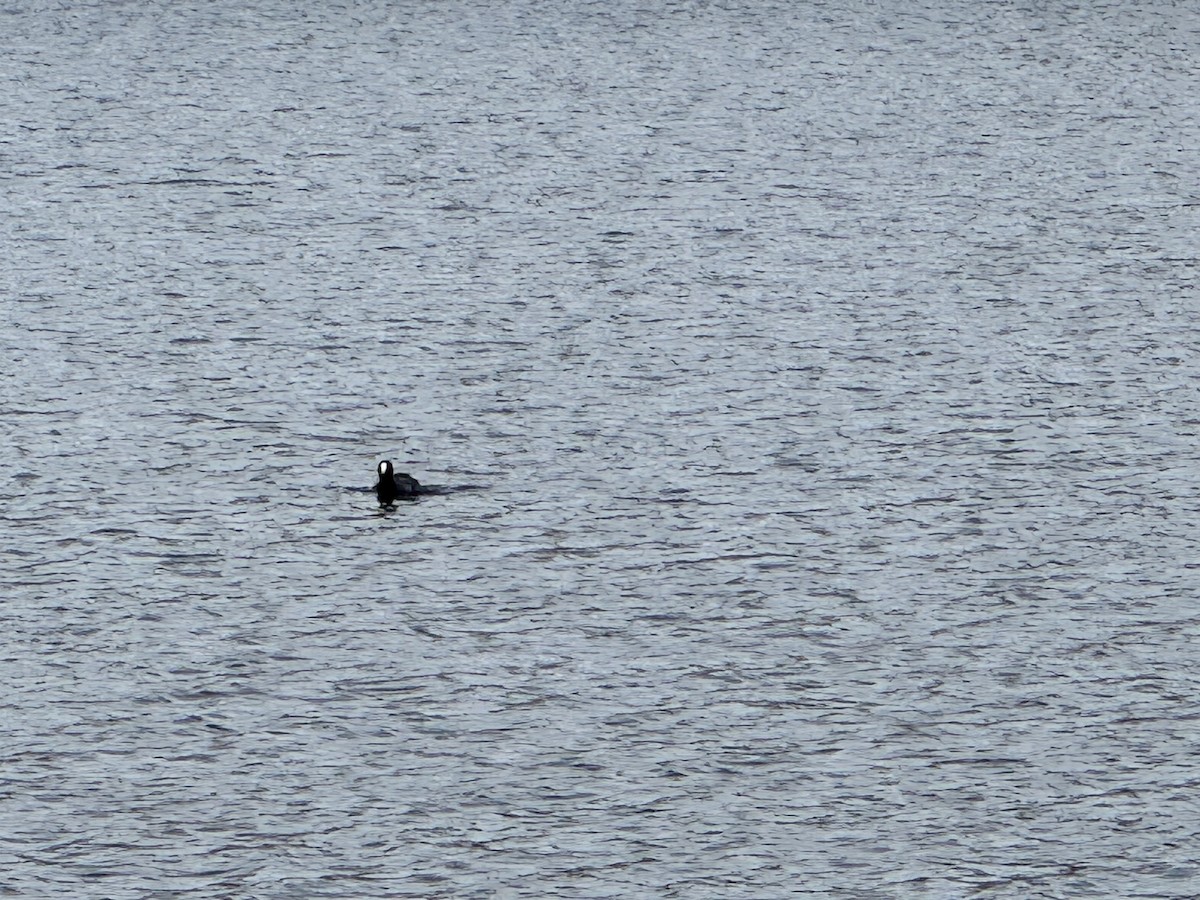 American Coot - ML632585940