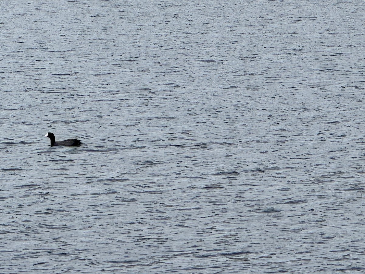 American Coot - ML632585950