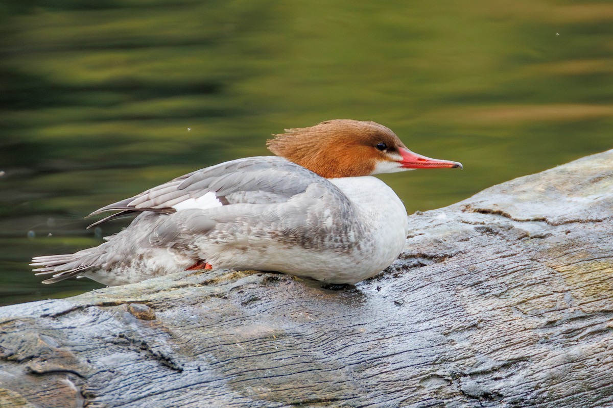Common Merganser (North American) - ML632585954