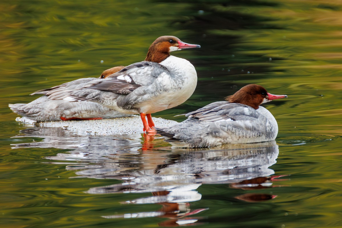 Common Merganser (North American) - ML632585955