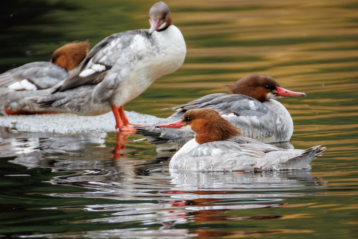 Common Merganser (North American) - ML632585960
