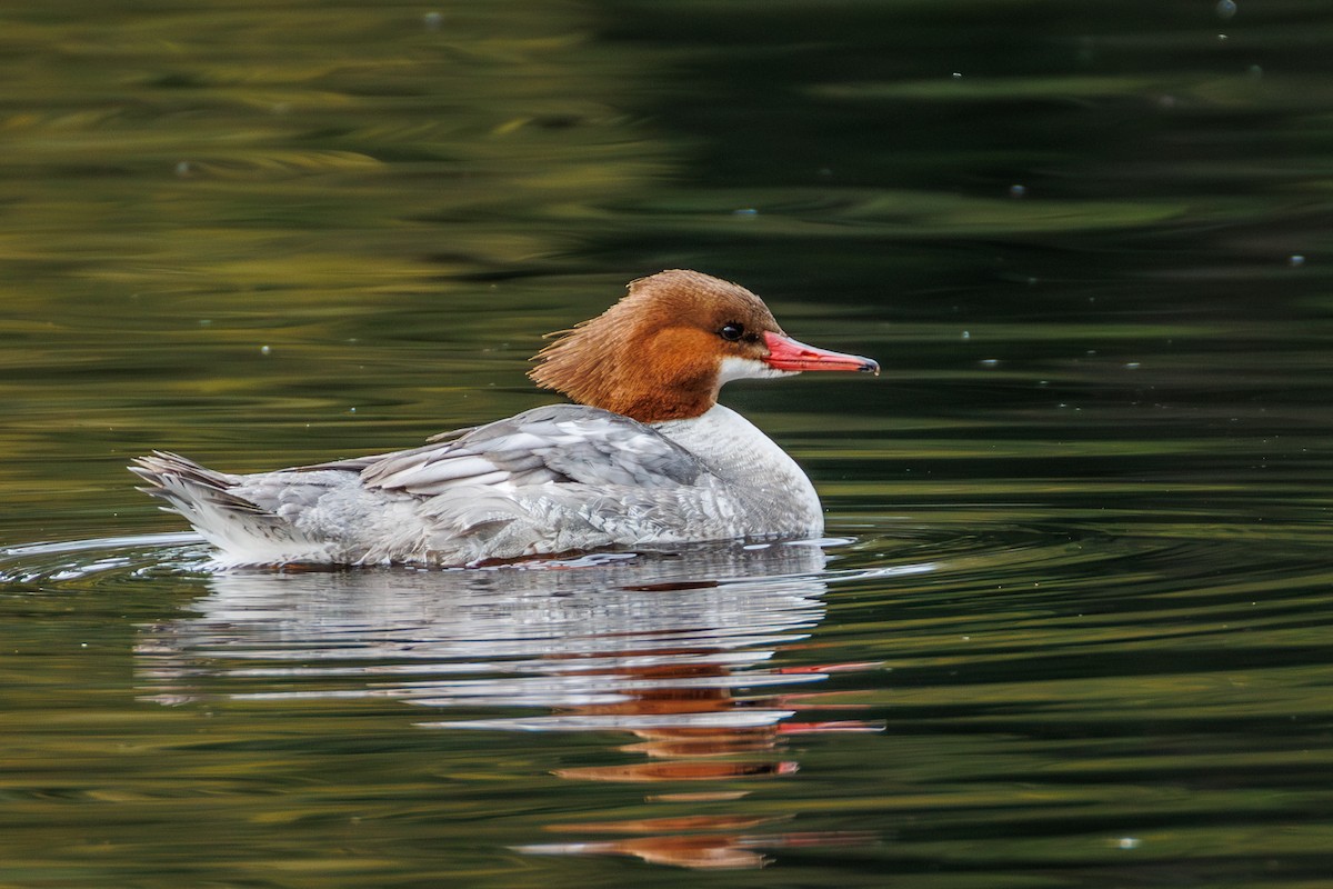 Common Merganser (North American) - ML632585961