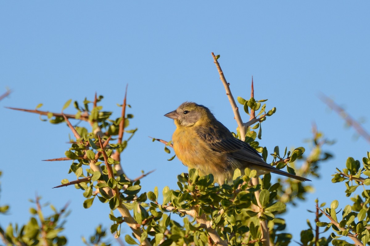 Gray-hooded Sierra Finch - ML632585966