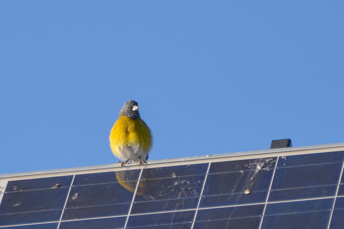 Gray-hooded Sierra Finch - ML632585967