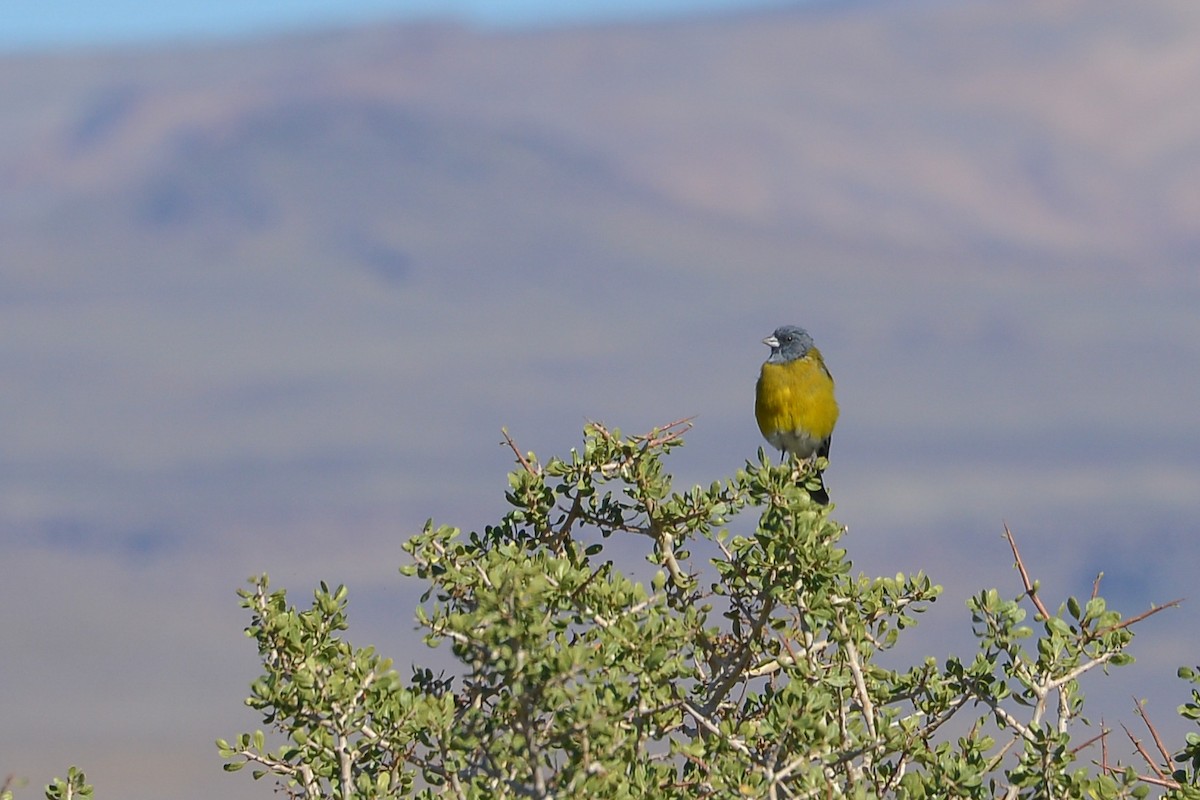 Gray-hooded Sierra Finch - ML632585968