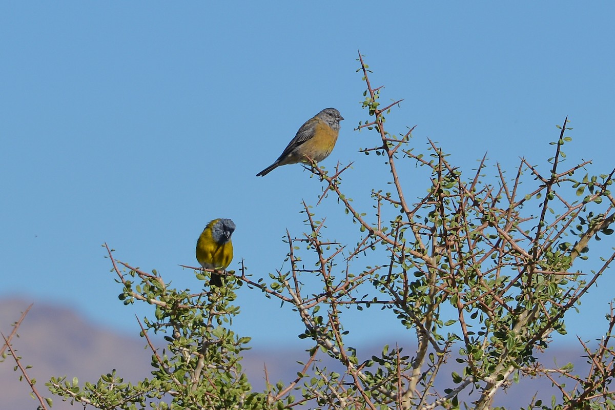 Gray-hooded Sierra Finch - ML632585969