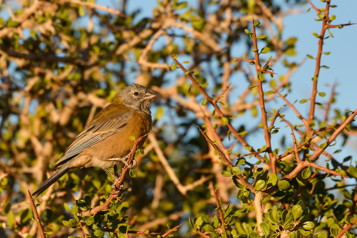 Gray-hooded Sierra Finch - ML632585970